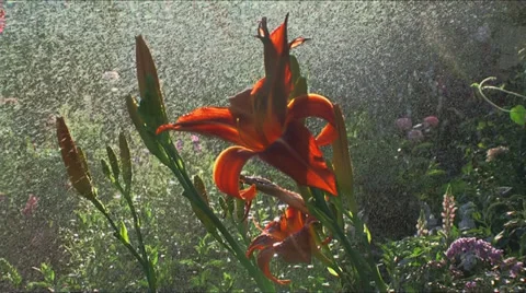 Daylily watering Stock Footage 33807226