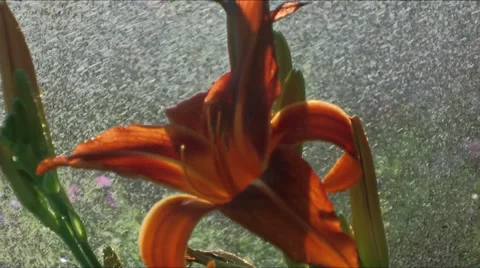 Daylily watering medium shot Stock Footage 33803950