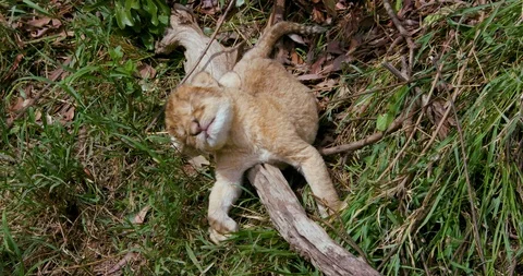 DAYS OLD LION CUB SLEEPING LOG MAASAI MARA KENYA Stock-Footage 85818580