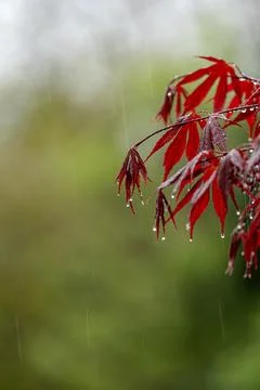 Days of rain and cold seem not to suit the maple tree. Stock-Fotos