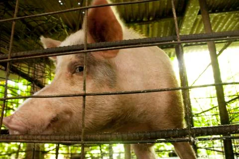 Days before slaughter - kosrae, micronesia Stock Photos