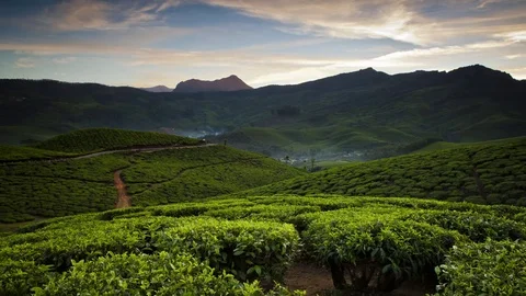 A day's timelapse over a tea plantation among the mountains in India. Andreev. Video stock 77843355