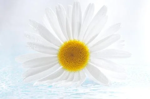 Daysi flower Stock Photos