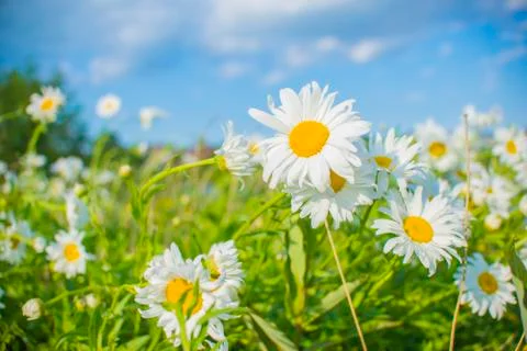 Daysies on springtime Stock-Fotos