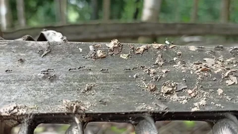 Daytime ant swarm activity Stock Footage 235962899