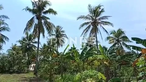 Daytime atmosphere behind the house Stock Footage 196941641