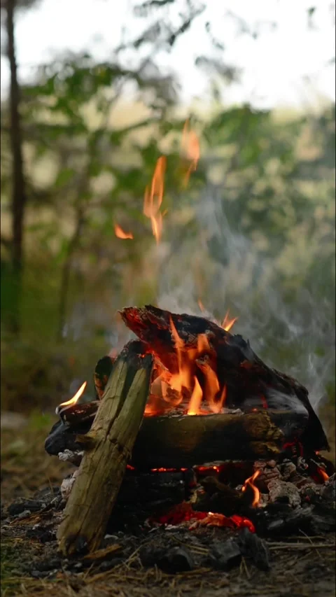 Daytime Campfire and Burning Firewood Logs in Forest Stock Footage 344746533