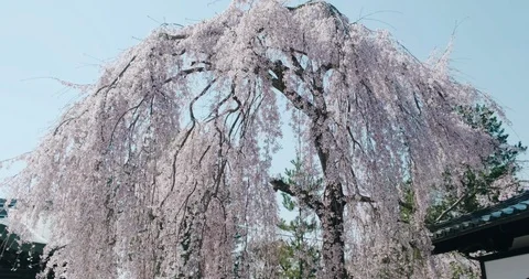 A Daytime establishing shot of cherry blossom, meditative shot, Kyoto, Japan Stock Footage 106734883