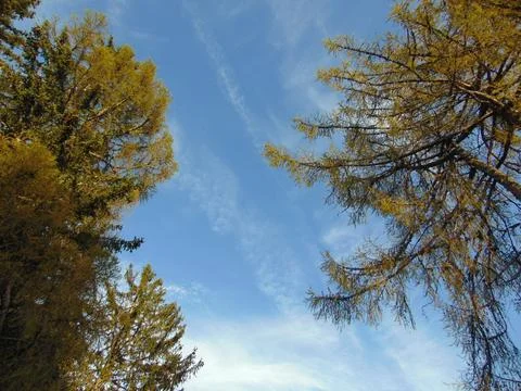 Daytime forest against the background of a light blue sky, o Foto stock
