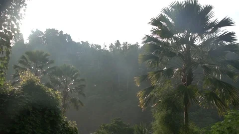 Daytime jungle static background with flying birds in Bali. Stock Footage 104494240