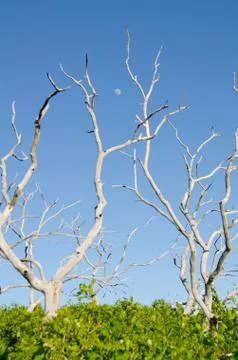 Daytime moon between tree branches at mesa verde national park, colorado Stock Photos