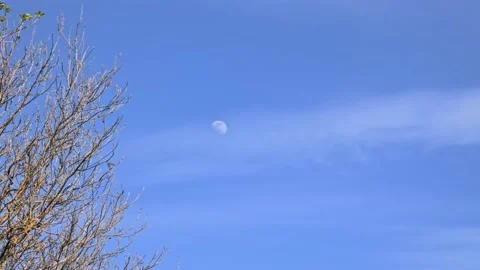 Daytime moon on blue sky with light haze and tree branches Video stock 234428987
