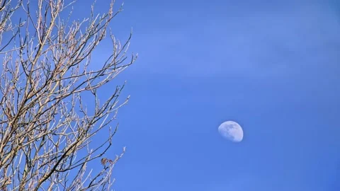 Daytime moon on blue sky with light haze and tree branches Stock Footage 234429343
