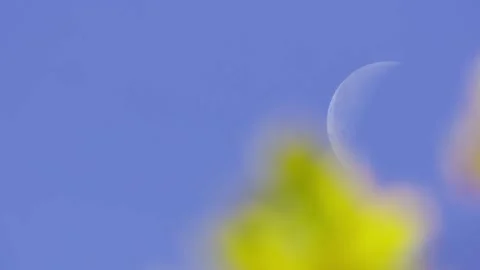 Daytime moon in a blue sky with yellow autumn leaves in the foreground 库存影片 334914973