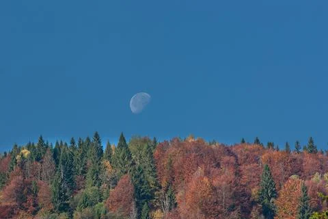 Daytime moon in cloudless blue sky over bright autumn forest. Stock Photos