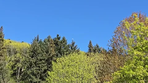 Daytime moon over evergreen trees with gently blowing Breeze Vídeo Stock 272843082