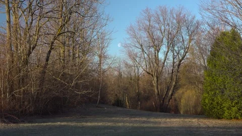 Daytime Moon Over Rural Forest Clearing and Grassy Meadow Field Stock Footage 345007005