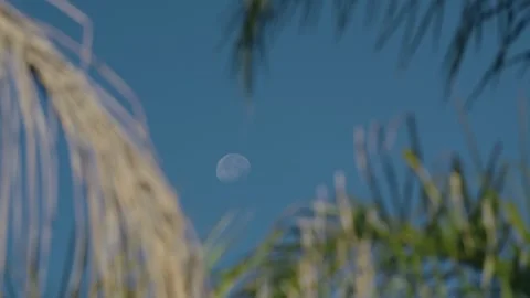 Daytime Moon View Between Blurred Palm Fronds Stock-Footage 318742325