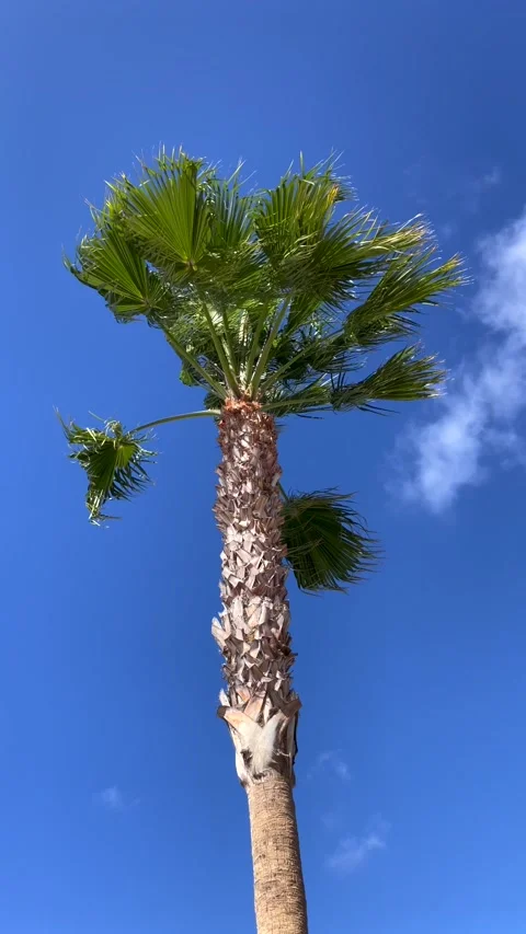 Daytime Palm Tree Movement in Wind Stock Footage 308220792