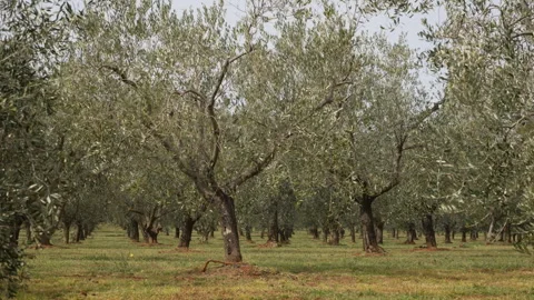 Daytime Pathway Through an Olive Grove Stock Footage 332128297