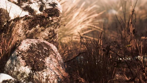 Daytime rural exploration of grass and rocks in nature Stock Footage 339467069