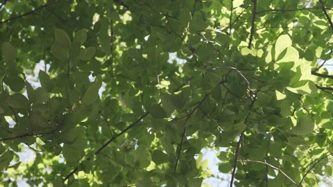 Daytime shot of tree leaves, looking up and doing a horizontal 180 spin Stock Footage 306884379