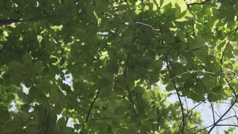Daytime shot of tree leaves, looking up and doing a horizontal 180 spin, slo-mo Stock Footage 306884429