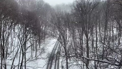 Daytime snowfall on tree lined road Video stock 171890761