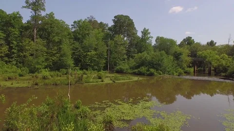 Daytime Swamp over water Stock Footage 85377355