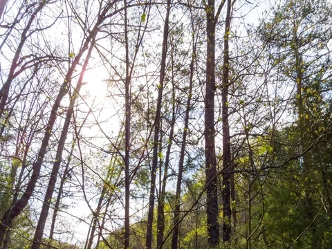 Daytime Timelapse In The Forest Stock Footage 74778887