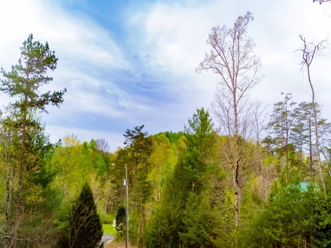 Daytime Timelapse In The Forest Stock Footage 74778969