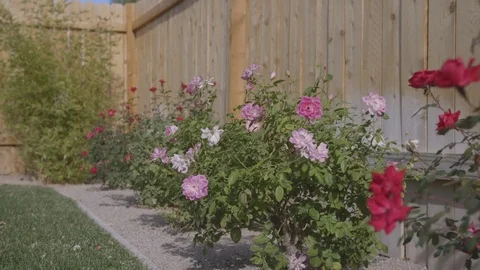 Daytime Tracking Shot of Beautiful Flowering Shrubs in a Well-Manicured Backyard Video stock 78710967