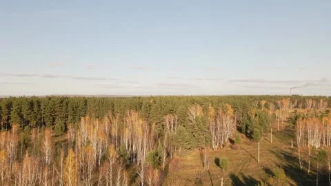 Daytime view of the autumn forest from a drone. Beautiful taiga. Stock Footage