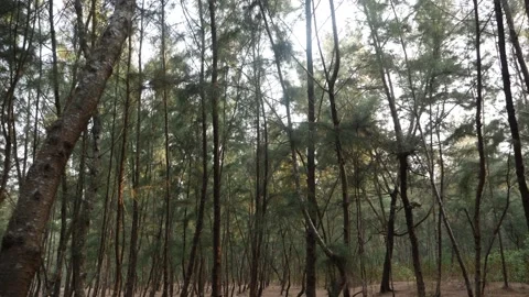 Daytime view of large trees in a forest Video stock 151963582