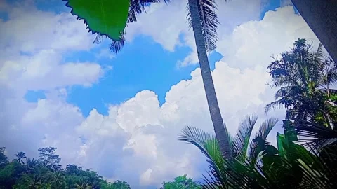 The daytime view looks coconut trees and other trees 库存影片 220900158
