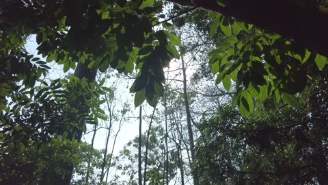 Daytime view of lush foliage trees 스톡 동영상 249944909