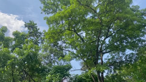 Daytime view of lush green trees swaying in the breeze. Stock Footage 321133260