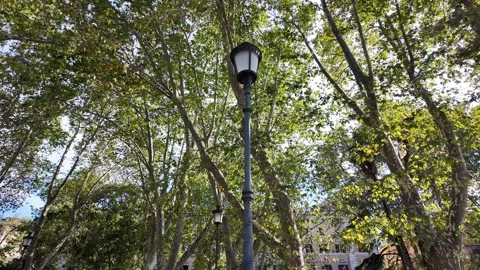 Daytime view of plane tree branches and ornate vintage street lamps Stock Footage 340911713