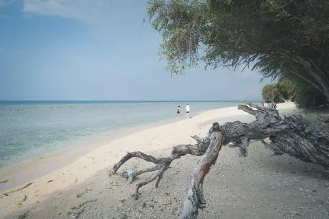 Daytime view of a sandy beach with dead driftwood tree, Gili Trawangan, Gili Stock Photos