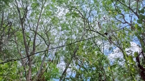 Daytime view of sky and tree footage,bright and fresh with reflection of su.. 库存影片 333827753
