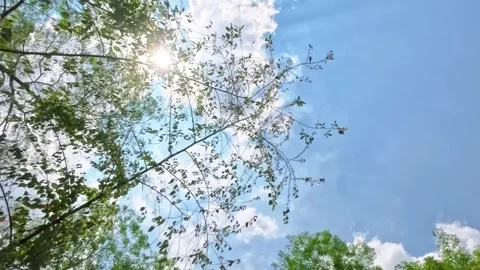 Daytime view of sky and tree footage,bright and fresh with reflection of su.. 库存影片 333827755