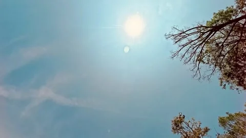 Daytime view of sky and tree footage,bright and fresh with reflection of su.. 库存影片 333827817