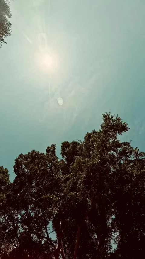 Daytime view of sky and tree footage,bright and fresh with reflection of su.. 库存影片 333827841