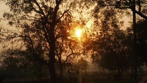 Daytime view of sun behind the tree branches, Moving shot of sun Stock Footage 151951016