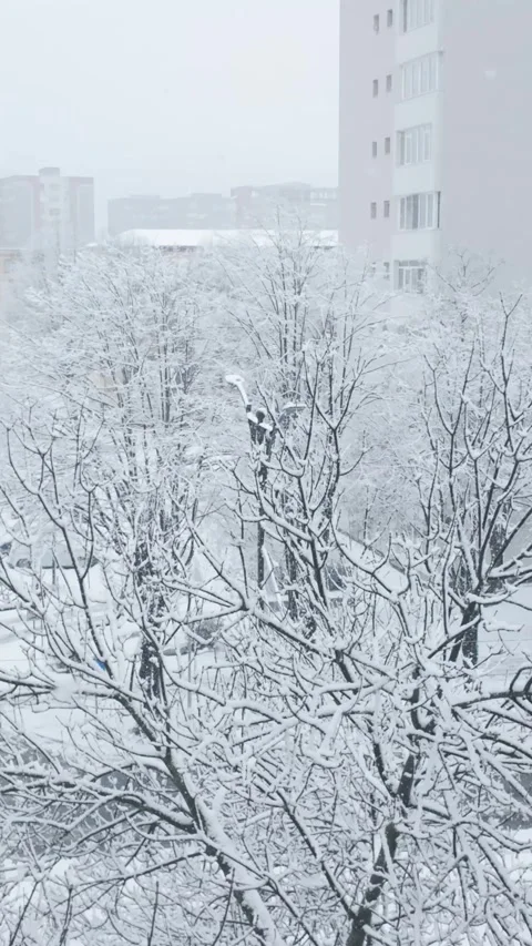 Daytime Winter Scenery Showing Snow-Covered Road, Trees, and Snowfall Stock Footage 330167116