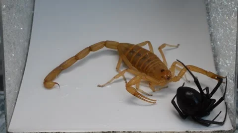 Dazed and caught black widow tangling up scorpion 動画素材 46834004