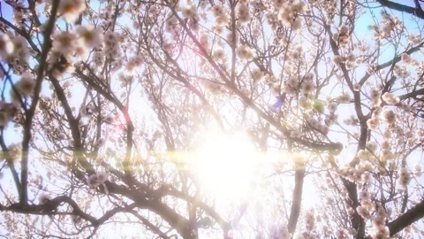 Dazzling Backlight on the Plum Tree (Soft Effect) Stock Footage 332546632