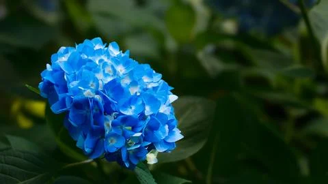 Dazzling blue hydrangea surrounded by deep green foliage Fotos Stock