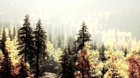 Dazzling coniferous forest in the mountains during fall sunset Stock Illustration