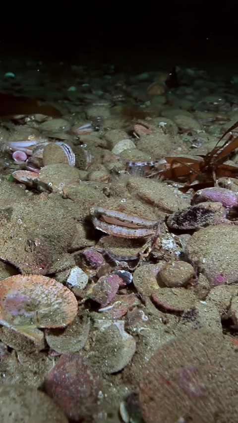 Dazzling Denizens Dwell Among Shells on the Sandy Sea Floor Stock Footage 340483137